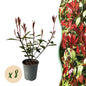 Photnia fraseri Carre Rouge - 8 planten - 1 strekkende meter - Forestbloom