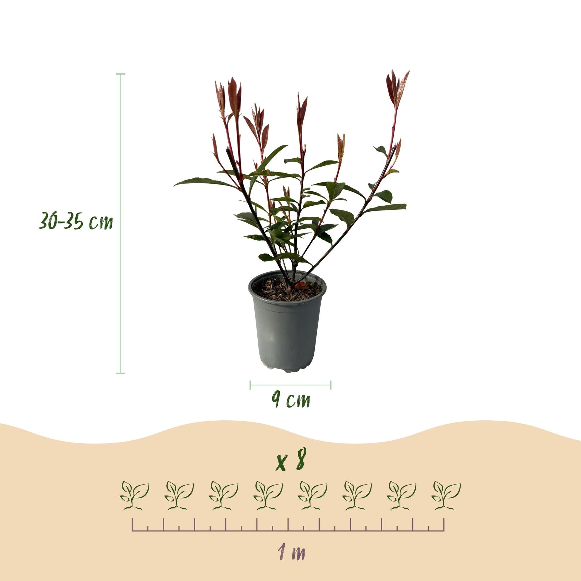 Photnia fraseri Carre Rouge - 8 planten - 1 strekkende meter - Forestbloom