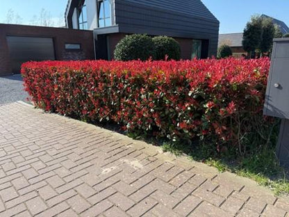 Photnia fraseri Carre Rouge - 8 planten - 1 strekkende meter - Forestbloom