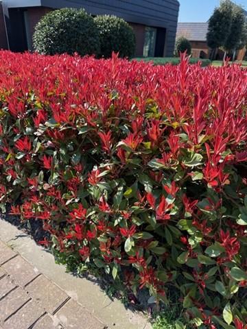 Photnia fraseri Carre Rouge - 8 planten - 1 strekkende meter - Forestbloom