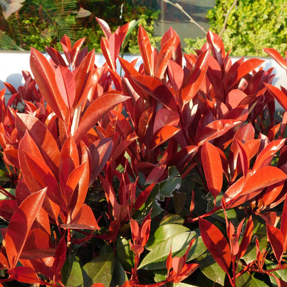 Photnia fraseri Red Robin - 8 planten - 1 strekkende meter - Forestbloom