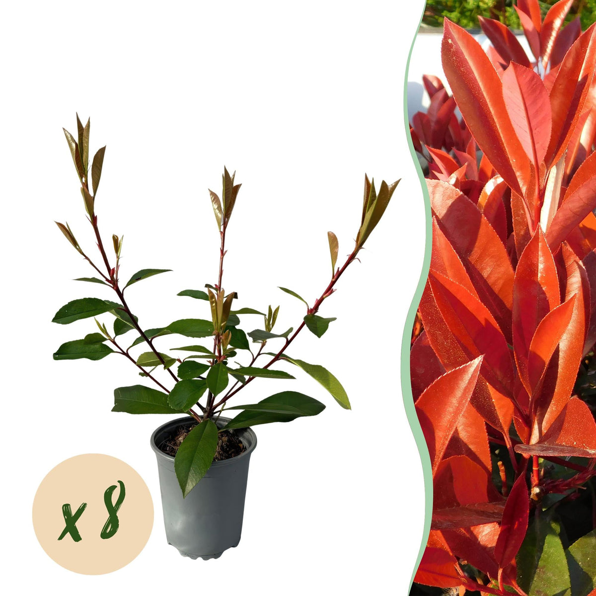 Photnia fraseri Red Robin - 8 planten - 1 strekkende meter - Forestbloom