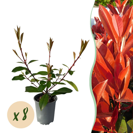 Photnia fraseri Red Robin - 8 planten - 1 strekkende meter - Forestbloom