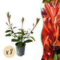 Photnia fraseri Red Robin - 8 planten - 1 strekkende meter - Forestbloom