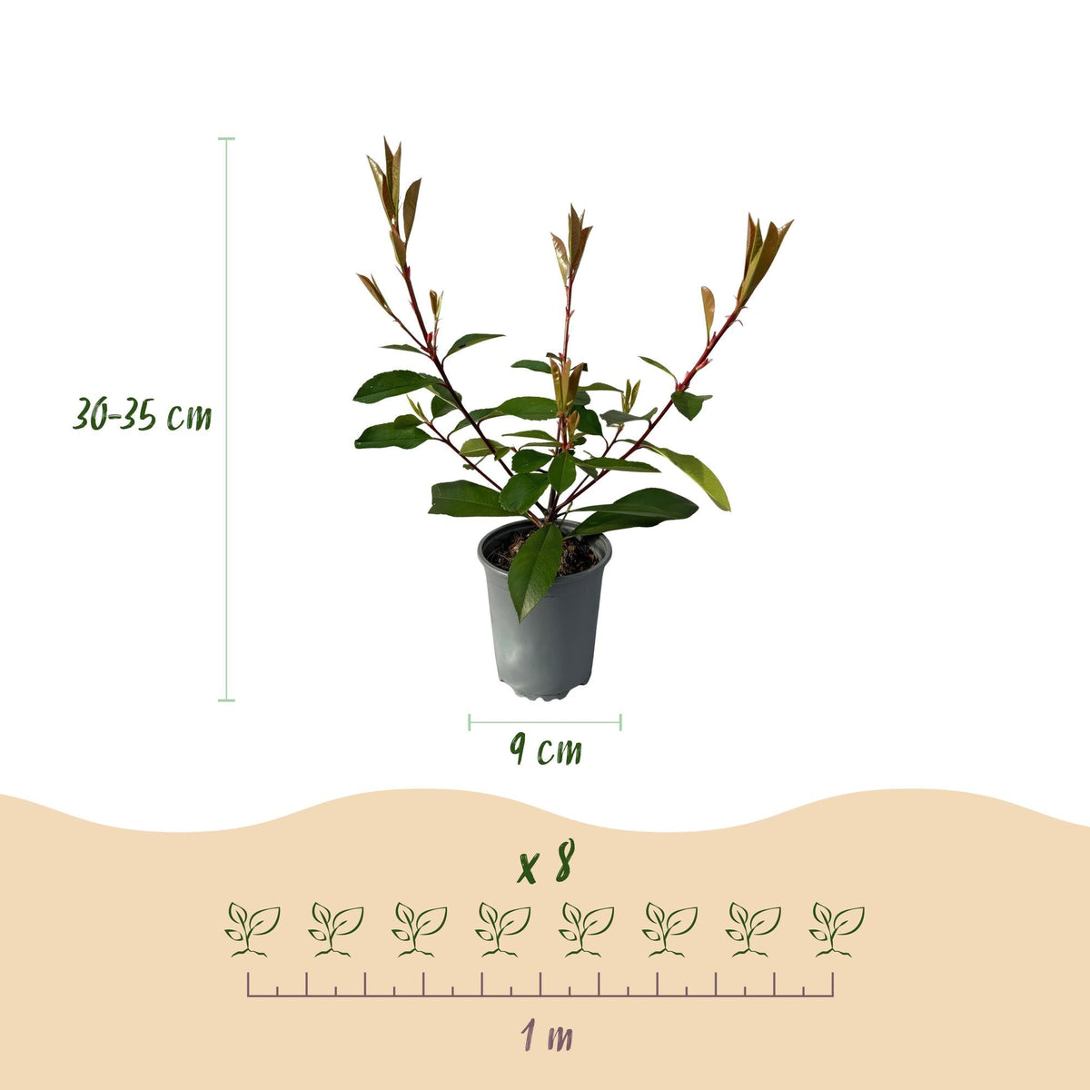 Photnia fraseri Red Robin - 8 planten - 1 strekkende meter - Forestbloom