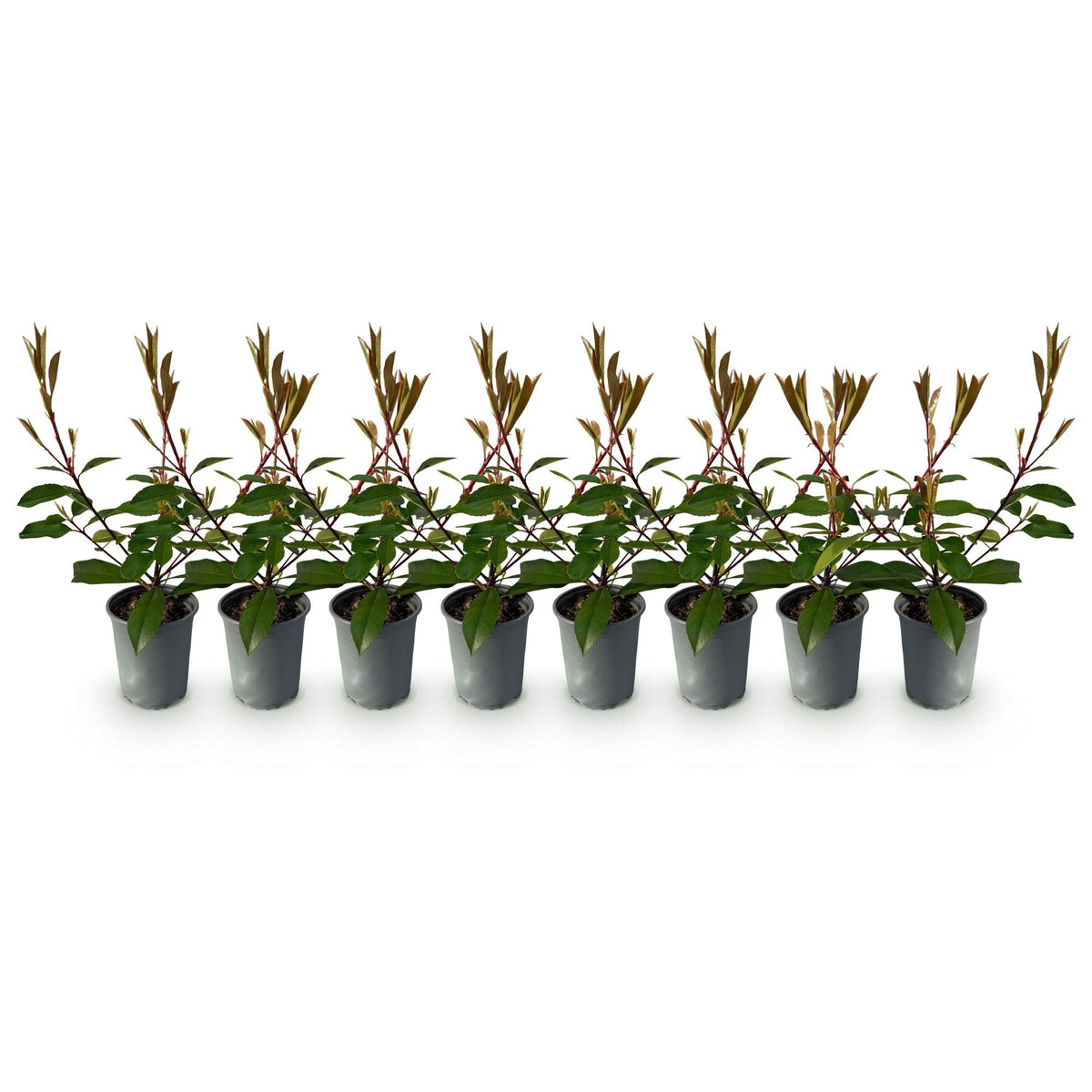 Photnia fraseri Red Robin - 8 planten - 1 strekkende meter - Forestbloom