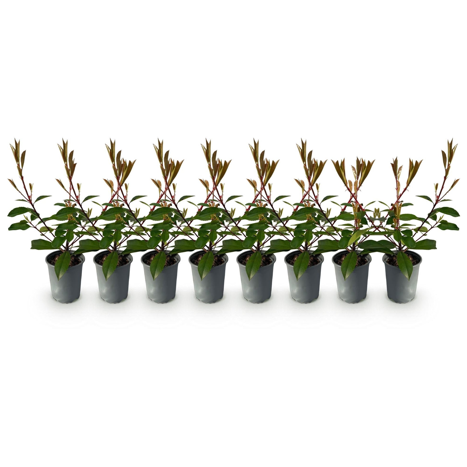 Photnia fraseri Red Robin - 8 planten - 1 strekkende meter - Forestbloom