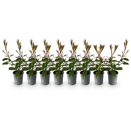 Photnia fraseri Red Robin - 8 planten - 1 strekkende meter - Forestbloom