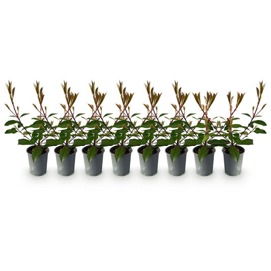 Photnia fraseri Red Robin - 8 planten - 1 strekkende meter - Forestbloom