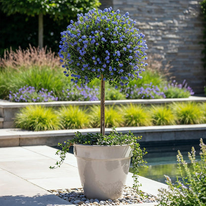 Plant op Stam - Ceanothus impressus Victoria - Terras Plant - Winterhard - Forestbloom