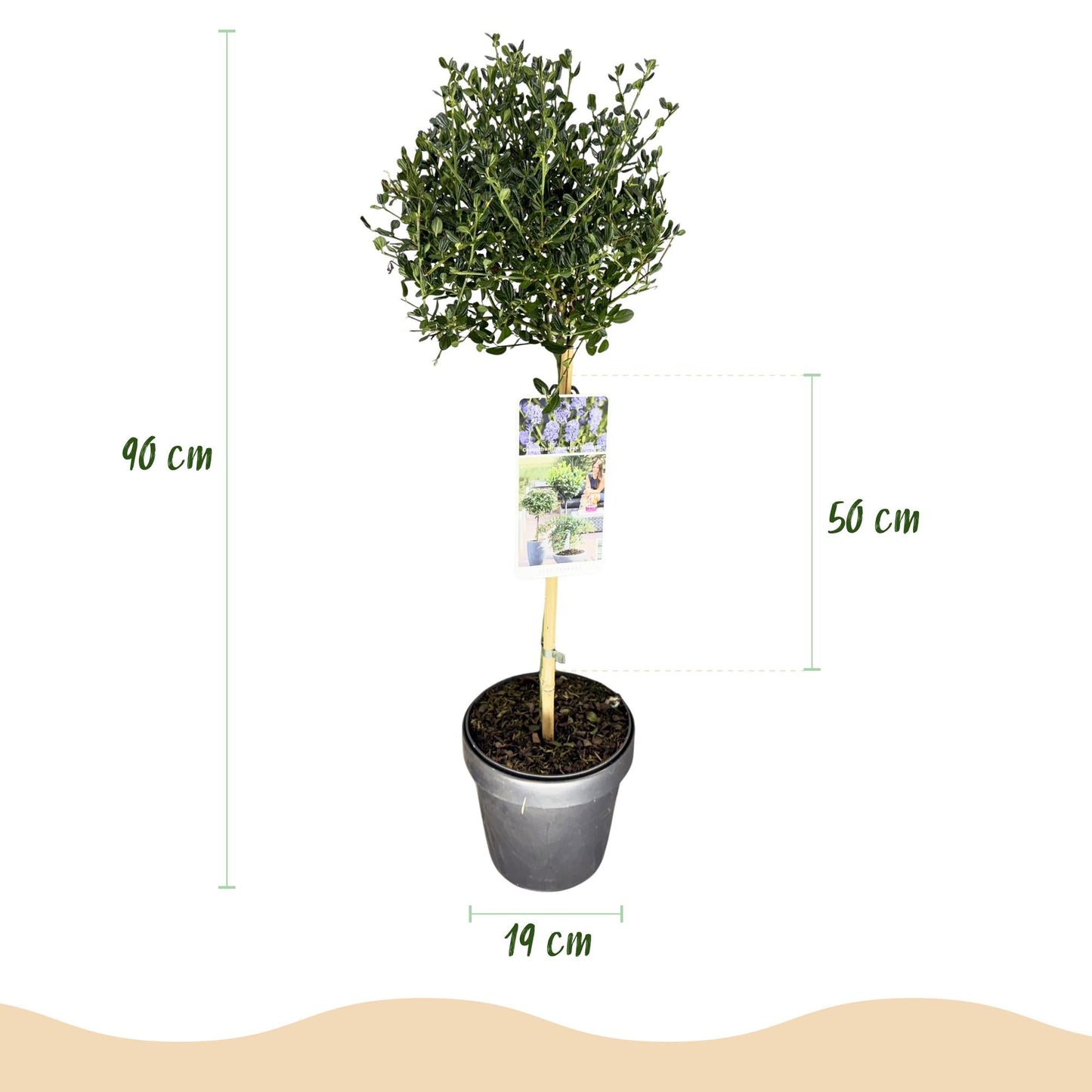 Plant op Stam - Ceanothus impressus Victoria - Terras Plant - Winterhard - Forestbloom