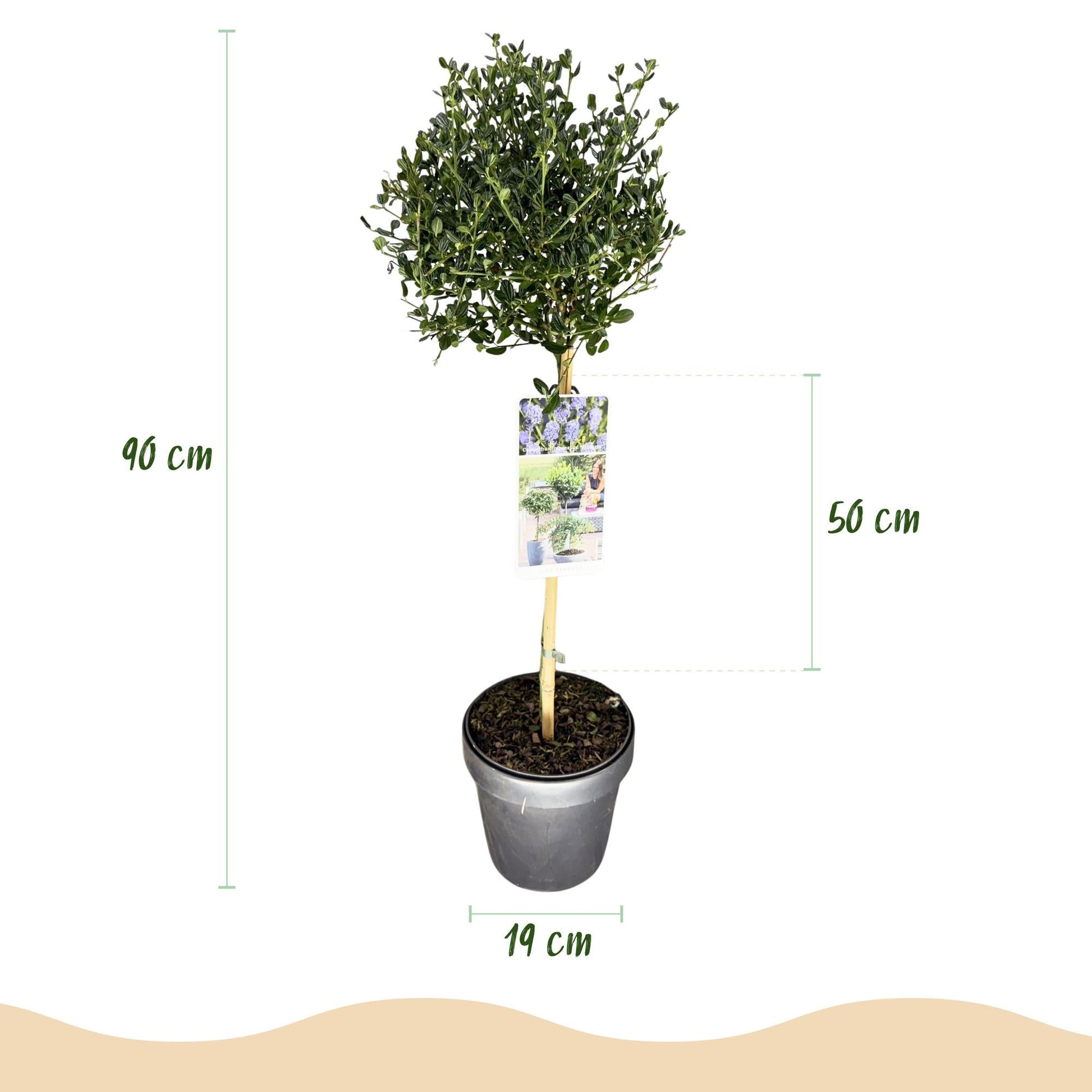 Plant op Stam - Ceanothus impressus Victoria - Terras Plant - Winterhard - Forestbloom