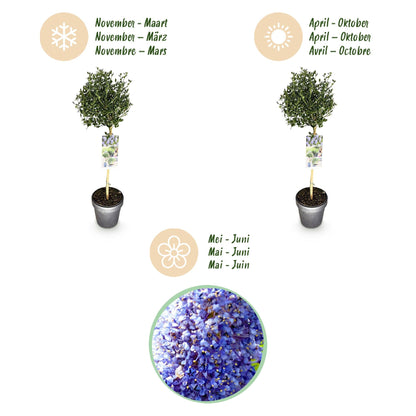 Plant op Stam - Ceanothus impressus Victoria - Terras Plant - Winterhard - Forestbloom