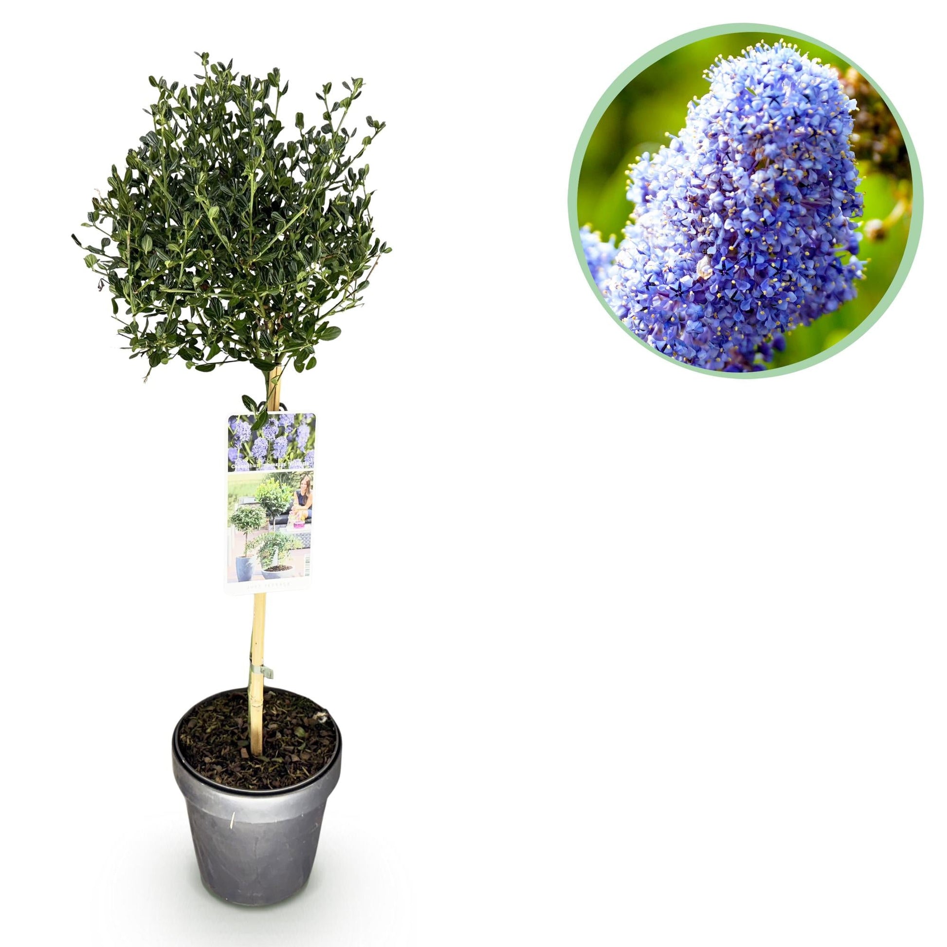 Plant op Stam - Ceanothus impressus Victoria - Terras Plant - Winterhard - Forestbloom