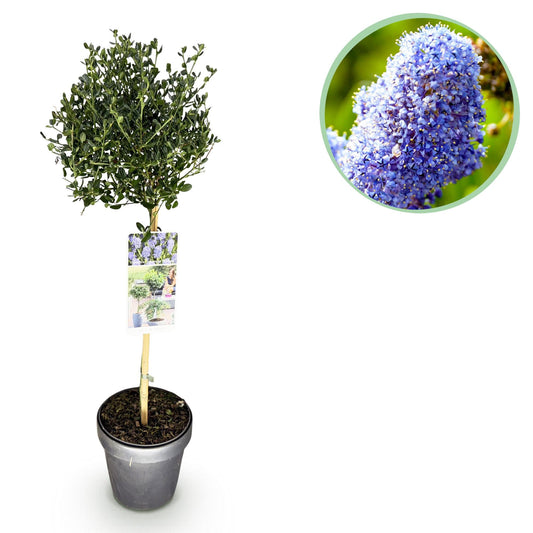 Plant op Stam - Ceanothus impressus Victoria - Terras Plant - Winterhard - Forestbloom