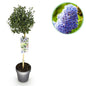 Plant op Stam - Ceanothus impressus Victoria - Terras Plant - Winterhard - Forestbloom