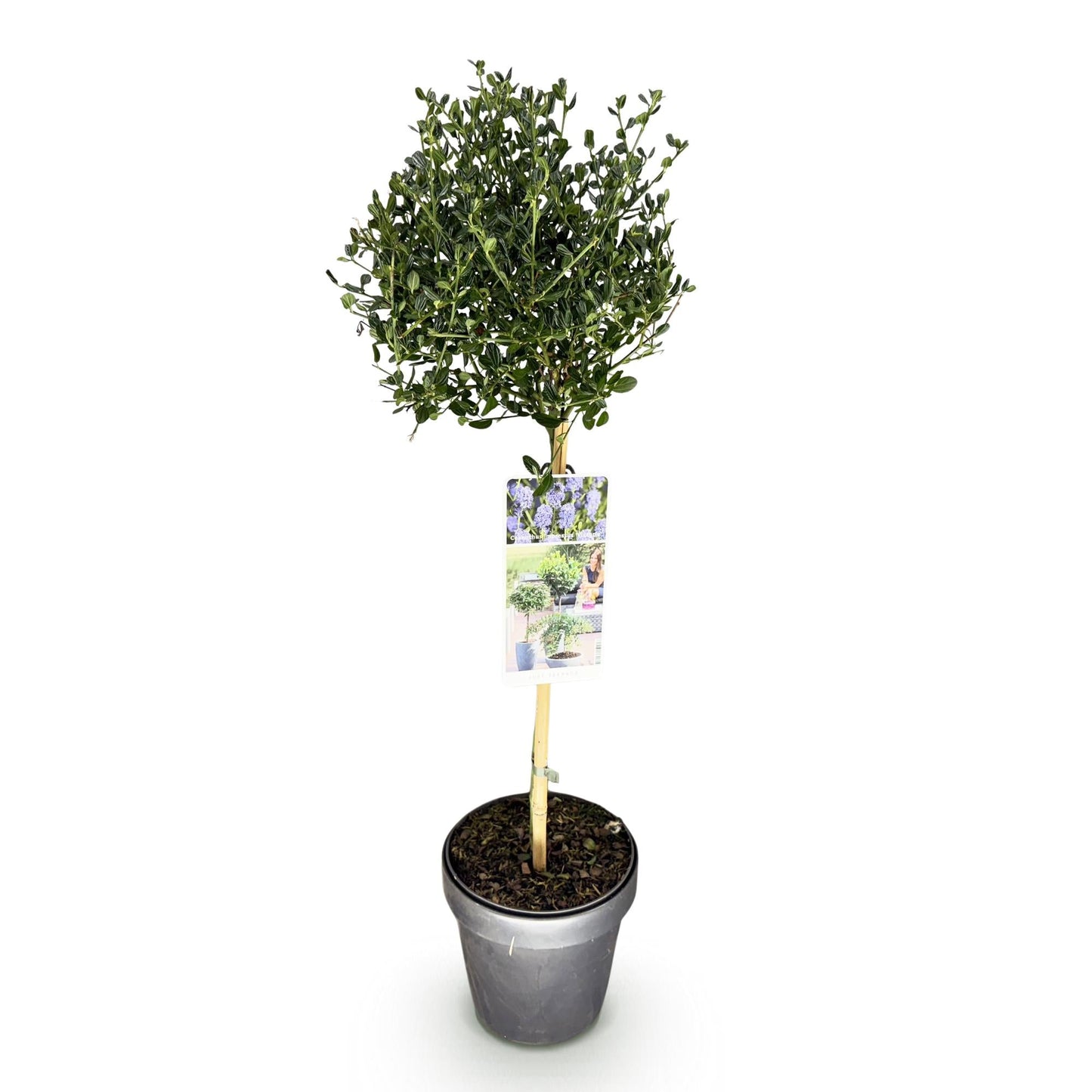 Plant op Stam - Ceanothus impressus Victoria - Terras Plant - Winterhard - Forestbloom