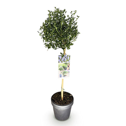 Plant op Stam - Ceanothus impressus Victoria - Terras Plant - Winterhard - Forestbloom