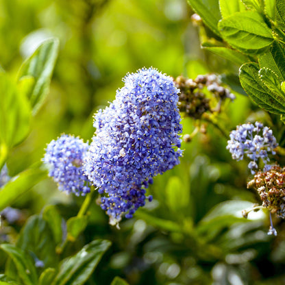 Plant op Stam - Ceanothus impressus Victoria - Terras Plant - Winterhard - Forestbloom