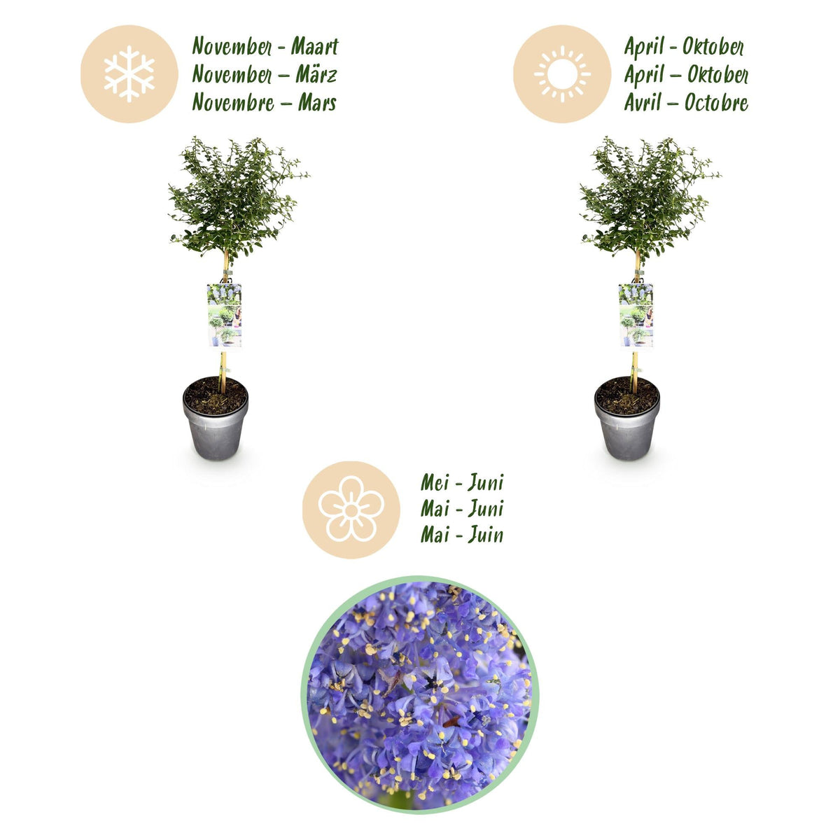 Plant op Stam - Ceanothus thyrsiflorus Repens - Terras Plant - Winterhard - Forestbloom