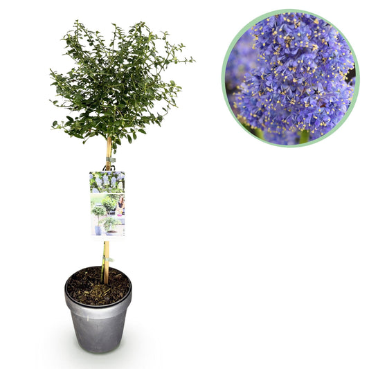 Plant op Stam - Ceanothus thyrsiflorus Repens - Terras Plant - Winterhard - Forestbloom
