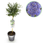 Plant op Stam - Ceanothus thyrsiflorus Repens - Terras Plant - Winterhard - Forestbloom