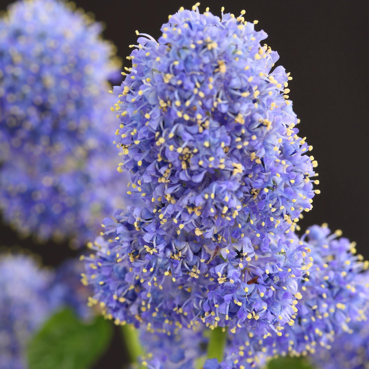 Plant op Stam - Ceanothus thyrsiflorus Repens - Terras Plant - Winterhard - Forestbloom
