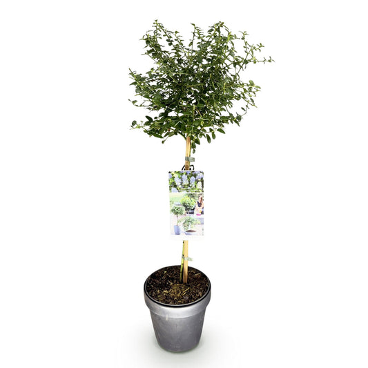 Plant op Stam - Ceanothus thyrsiflorus Repens - Terras Plant - Winterhard - Forestbloom