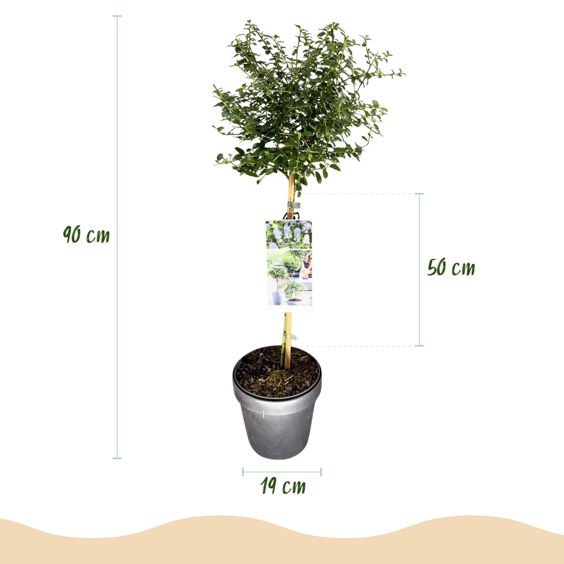 Plant op Stam - Ceanothus thyrsiflorus Repens - Terras Plant - Winterhard - Forestbloom
