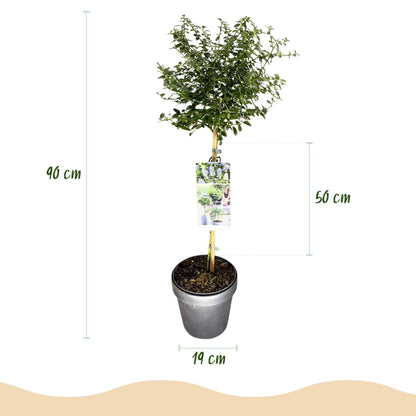 Plant op Stam - Ceanothus thyrsiflorus Repens - Terras Plant - Winterhard - Forestbloom