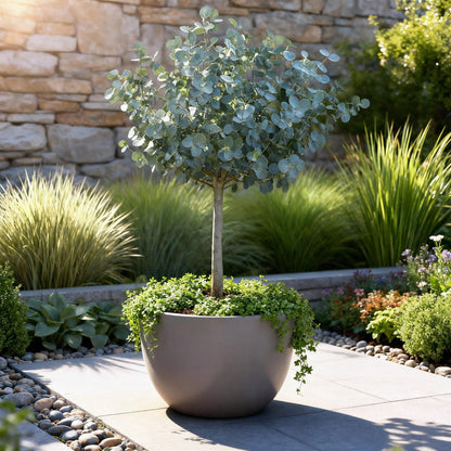 Plant op Stam - Eucalyptus gunni Azure - Terras Plant - Winterhard - Forestbloom