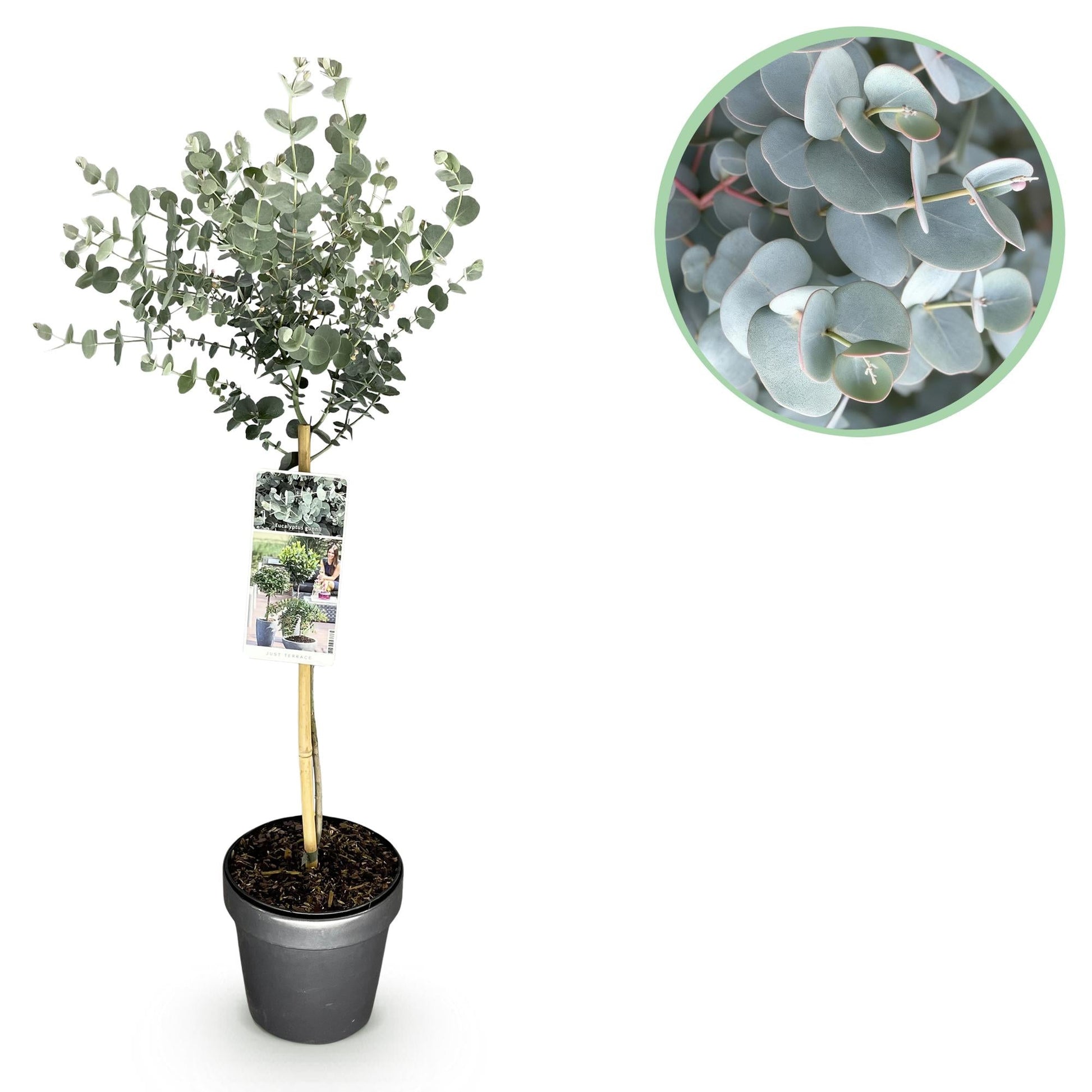 Plant op Stam - Eucalyptus gunni Azure - Terras Plant - Winterhard - Forestbloom