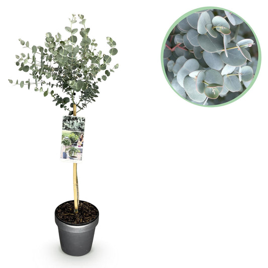 Plant op Stam - Eucalyptus gunni Azure - Terras Plant - Winterhard - Forestbloom