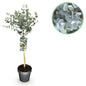 Plant op Stam - Eucalyptus gunni Azure - Terras Plant - Winterhard - Forestbloom