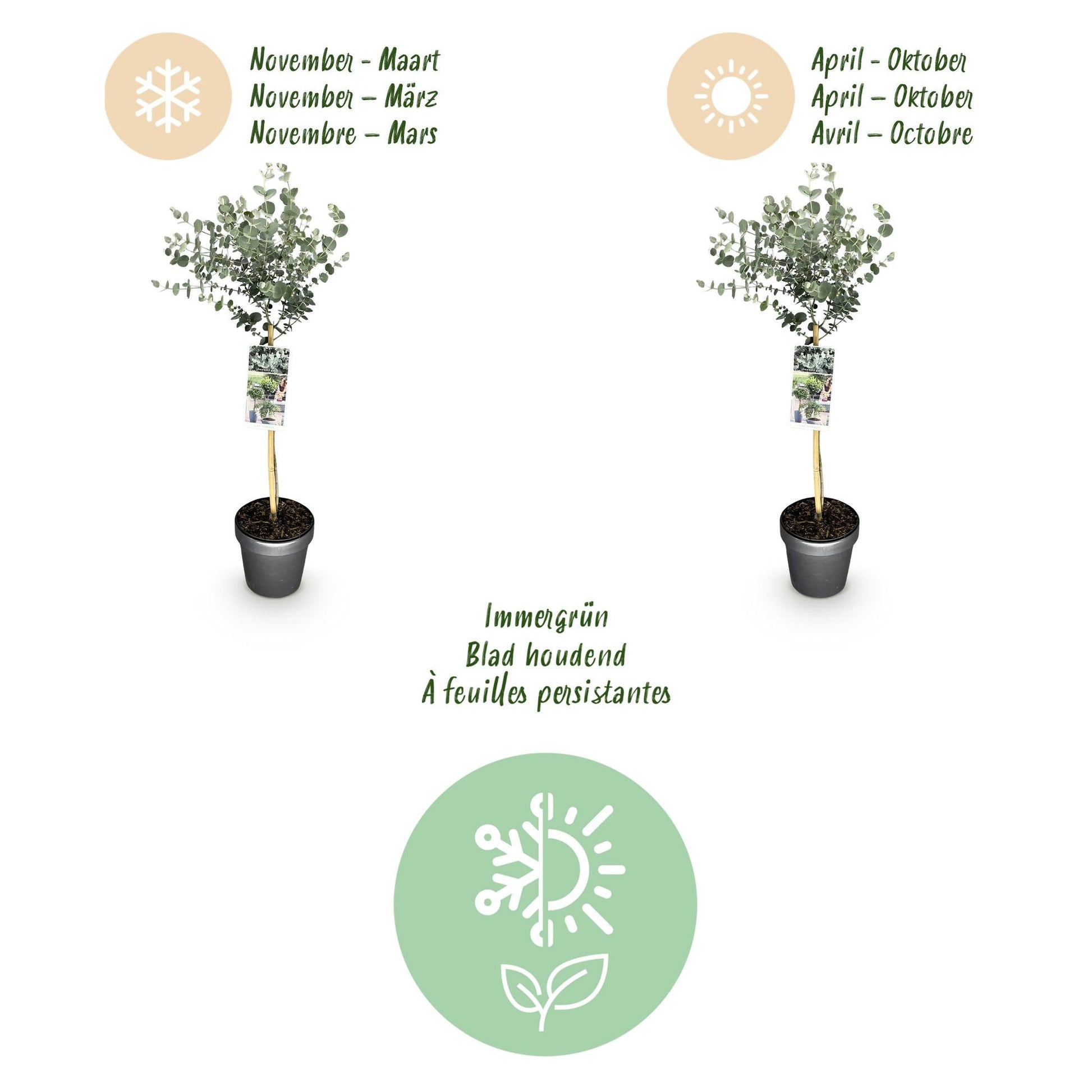 Plant op Stam - Eucalyptus gunni Azure - Terras Plant - Winterhard - Forestbloom