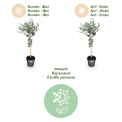Plant op Stam - Eucalyptus gunni Azure - Terras Plant - Winterhard - Forestbloom