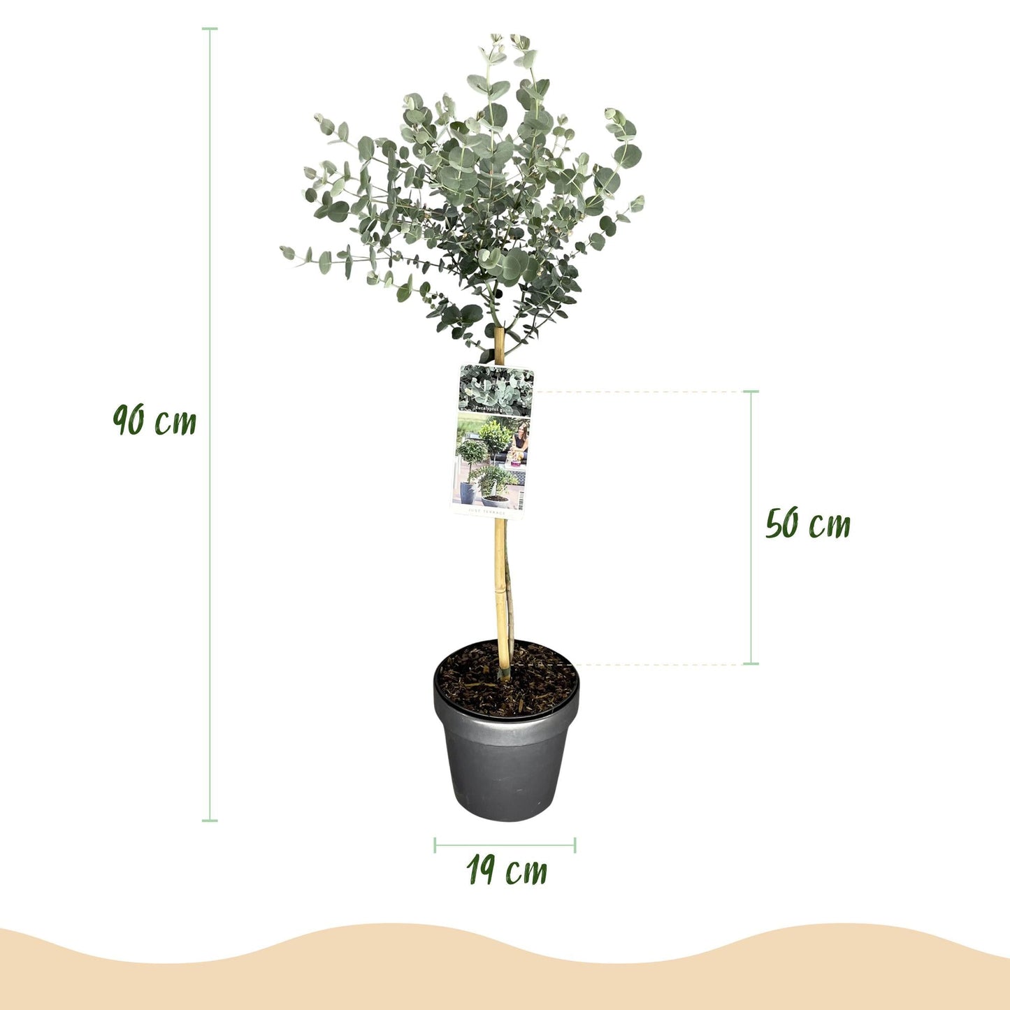 Plant op Stam - Eucalyptus gunni Azure - Terras Plant - Winterhard - Forestbloom