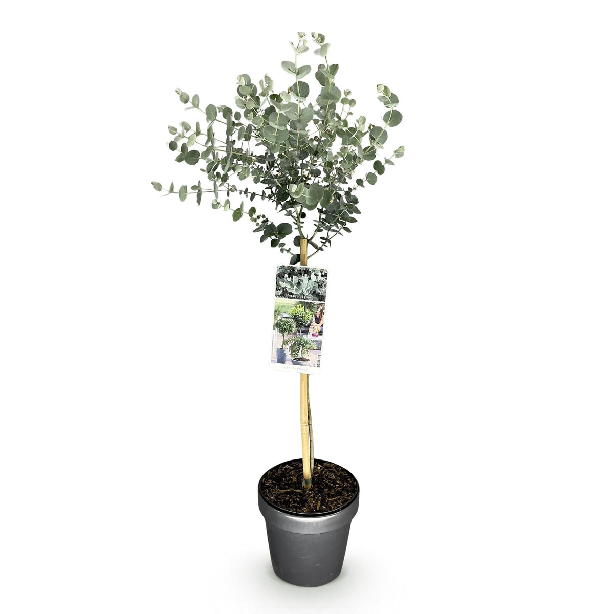 Plant op Stam - Eucalyptus gunni Azure - Terras Plant - Winterhard - Forestbloom