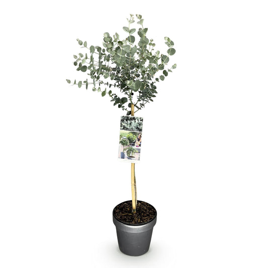 Plant op Stam - Eucalyptus gunni Azure - Terras Plant - Winterhard - Forestbloom