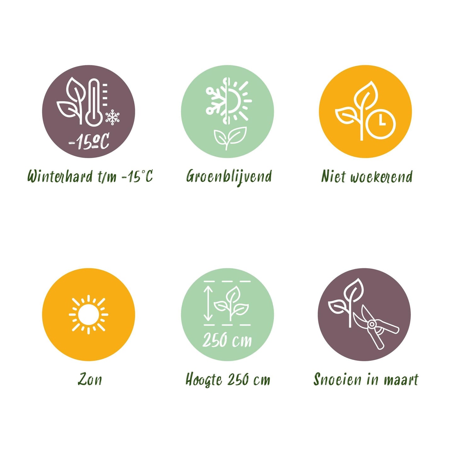 Plant op Stam - Eucalyptus gunni Azure - Terras Plant - Winterhard - Forestbloom