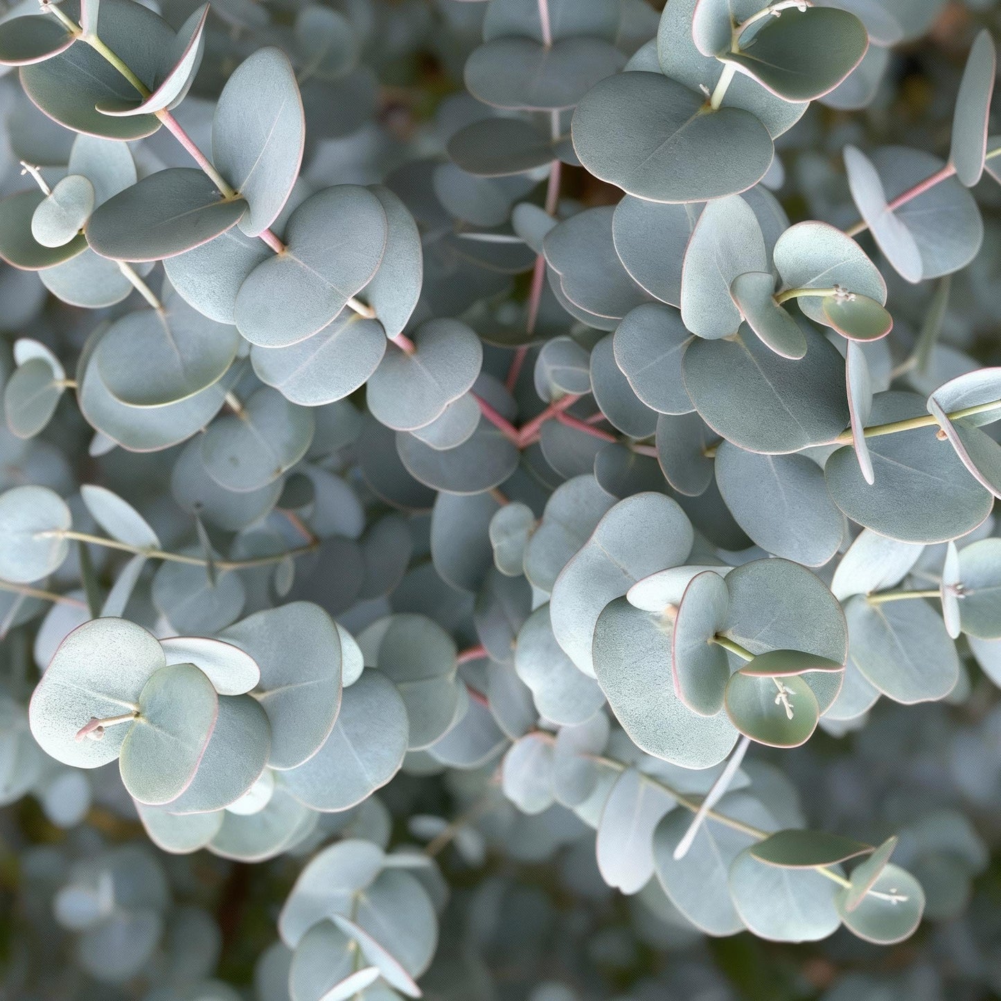 Plant op Stam - Eucalyptus gunni Azure - Terras Plant - Winterhard - Forestbloom