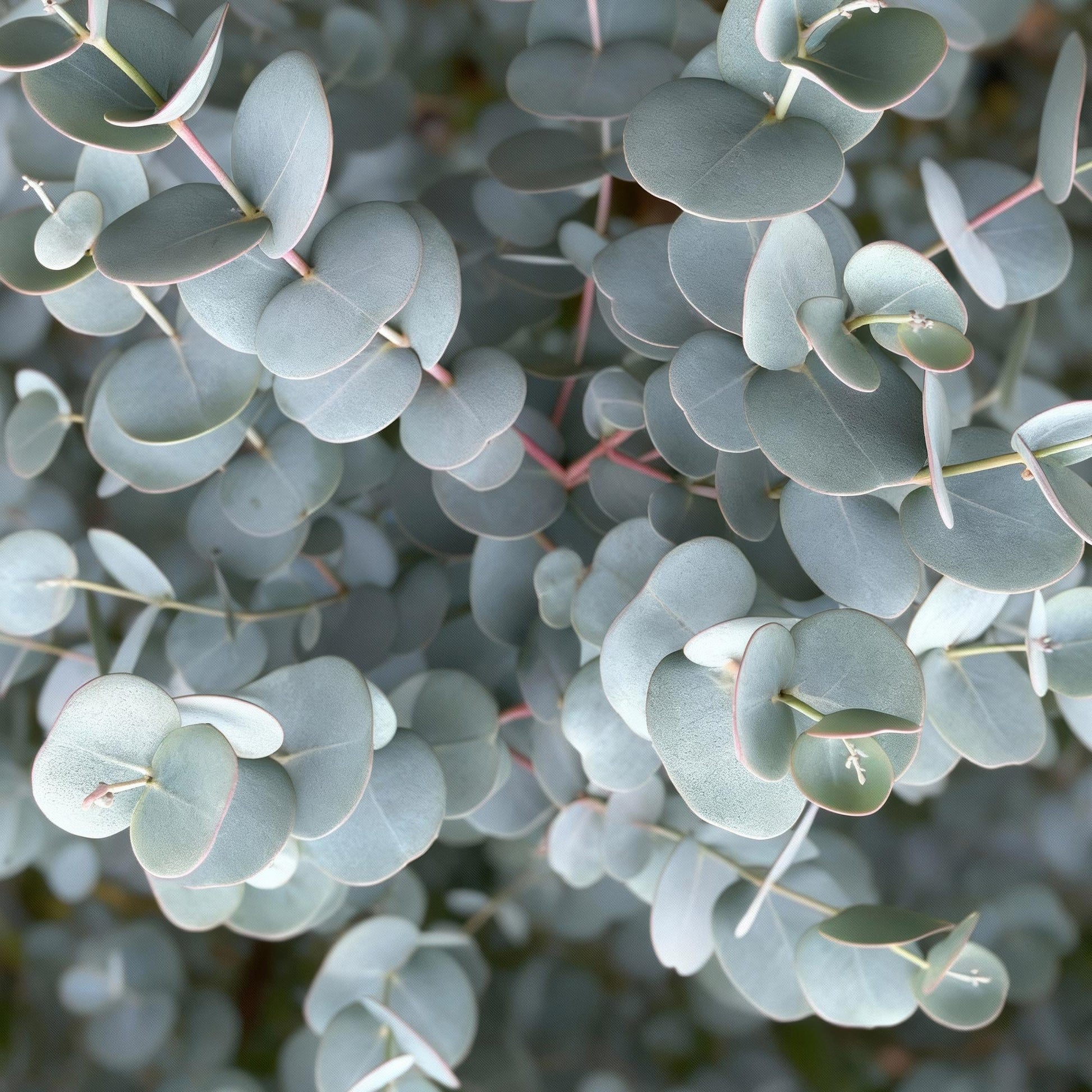 Plant op Stam - Eucalyptus gunni Azure - Terras Plant - Winterhard - Forestbloom