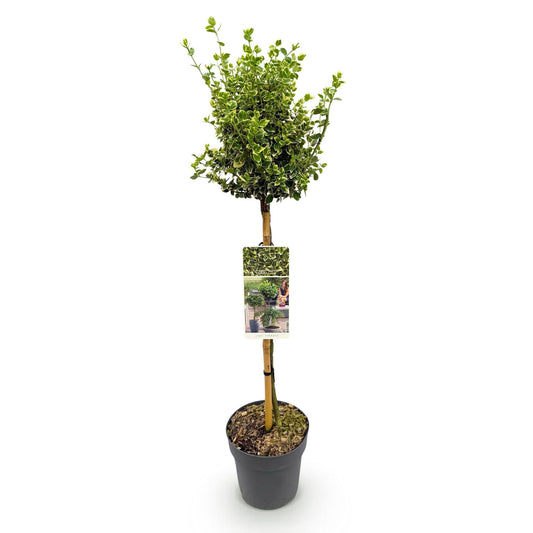 Plant op Stam - Euonymus fortunei Emerald Gaiety - Terras Plant - Winterhard - Forestbloom