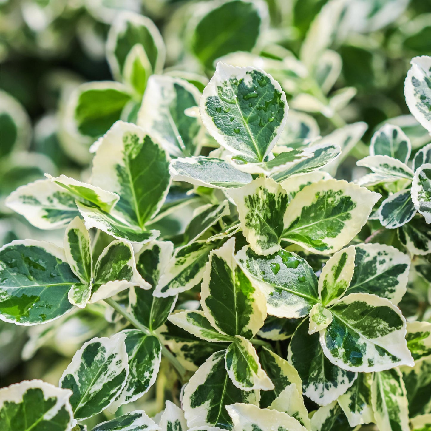 Plant op Stam - Euonymus fortunei Emerald Gaiety - Terras Plant - Winterhard - Forestbloom