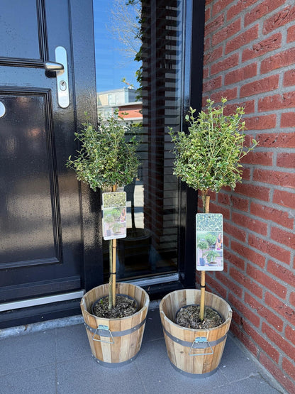 Plant op Stam - Euonymus fortunei Emerald Gaiety - Terras Plant - Winterhard - Forestbloom