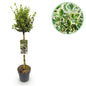 Plant op Stam - Euonymus fortunei Emerald Gaiety - Terras Plant - Winterhard - Forestbloom
