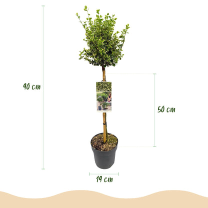 Plant op Stam - Euonymus fortunei Emerald Gaiety - Terras Plant - Winterhard - Forestbloom
