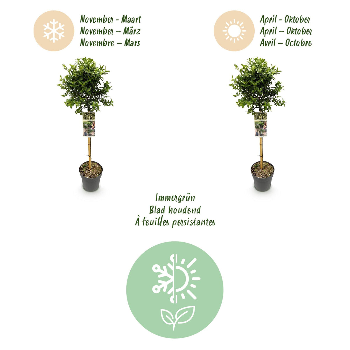 Plant op Stam - Euonymus fortunei Emerald Gaiety - Terras Plant - Winterhard - Forestbloom