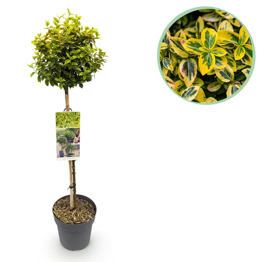 Plant op Stam - Euonymus fortunei Emerald n Gold - Terras Plant - Winterhard - Forestbloom