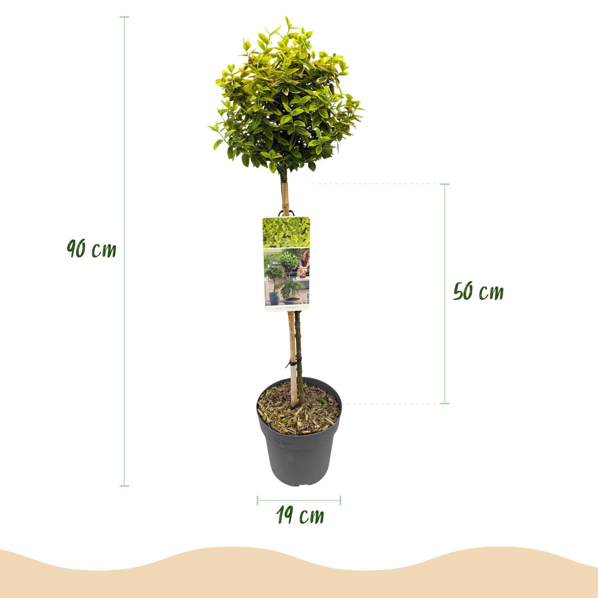 Plant op Stam - Euonymus fortunei Emerald n Gold - Terras Plant - Winterhard - Forestbloom